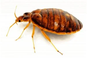 bed-bug-300x200 Bed Bugs