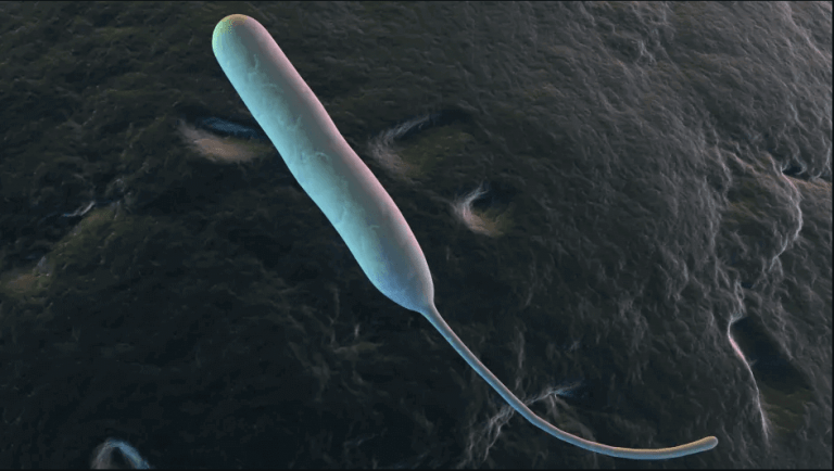 Campylobacter