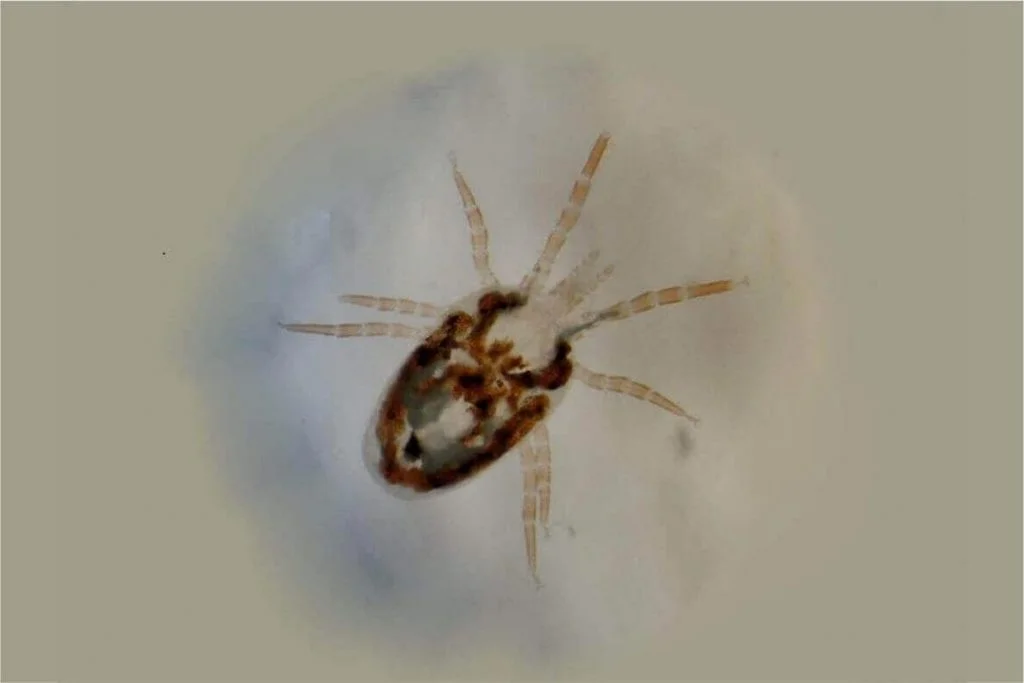 itch-mite-1024x683 Dust Mites