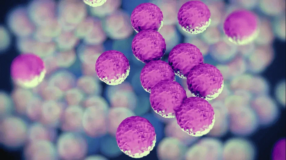 staphylococcus
Bacteria Allergy or Virus