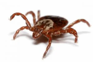 Ticks